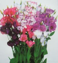 花種大全 最新最全的花卉品種與產(chǎn)品參考信息