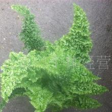 禮品工藝品草本類花卉與蔬菜大全 價格、批發與廠家指南