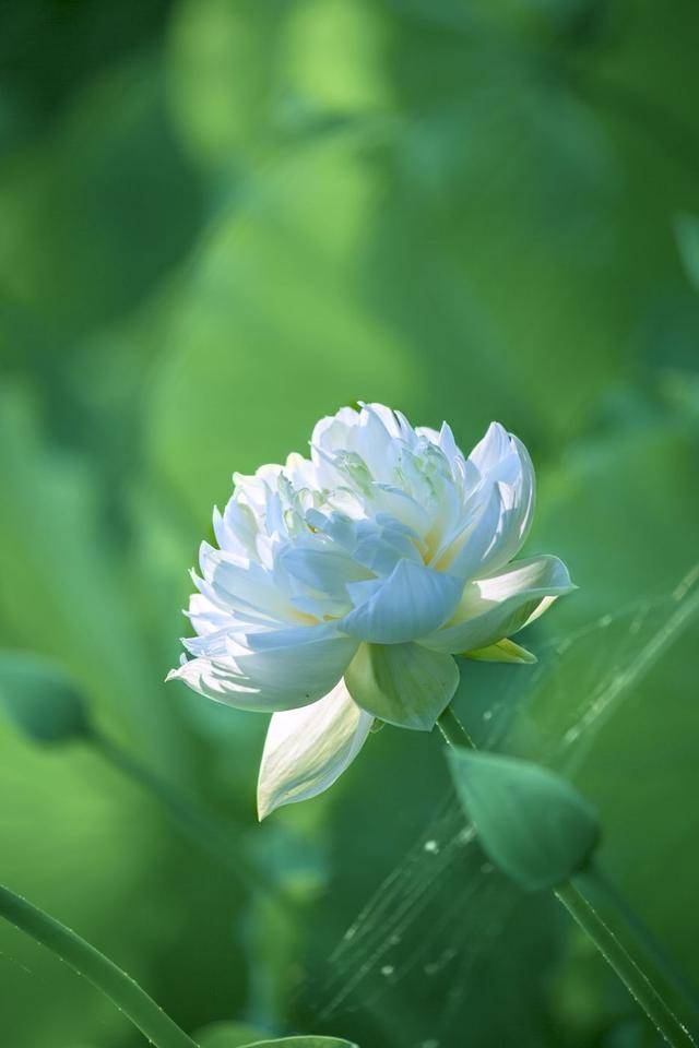 荷韻蔬香，雨中尋幽 花卉攝影與蔬菜美學(xué)的清涼對(duì)話(huà)